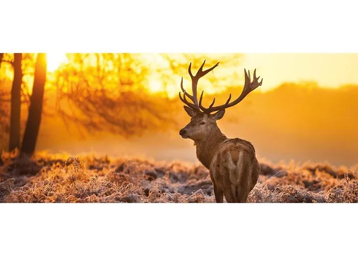 Heivlinder Comfort 4p Resort