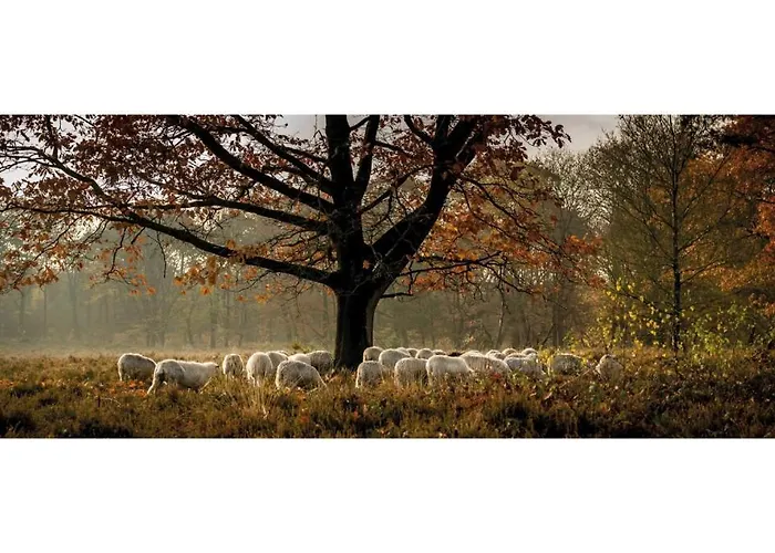 Heivlinder Comfort 4p Resort *